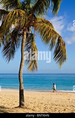 Grand Anse Strand Grenada. Stockfoto