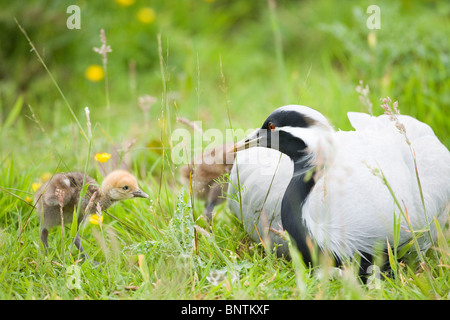 Demoiselle Kräne (Anthropoides Virgo). Frau ruft zwei Tage alte Küken, brütete werden; nach einem kalten Regen fallen. Stockfoto