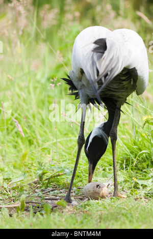 Demoiselle Crane (Anthropoides virgo). Weibliche über nest​, das zweite Ei, junge chipping. Erste Ei hat und Küken geschlüpft, geführt von den männlichen. Stockfoto