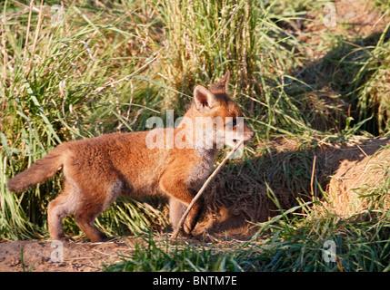 Rotfuchs (Vulpes Vulpes) Cub spielen mit Stock in der Nähe von Erde Stockfoto