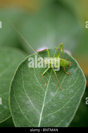 Junge männliche Speckled Bush-Cricket (Nymphe), Leptophyes Punctatissima, Tettigoniidae, Orthopteren. Stockfoto