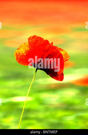 Nahaufnahme von einem einzigen roten Mohn. Bild wurde manipuliert. Stockfoto