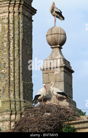 Kolonie der Weißstorch Ciconia Ciconia Zucht Stockfoto