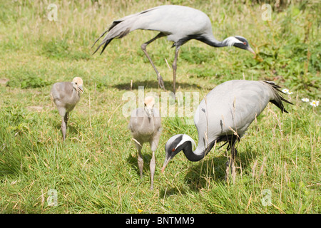 Demoiselle Kräne (Anthropoides Virgo). Eltern und Monat alten Jungen auf Nahrungssuche. Stockfoto