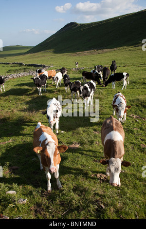 Rinder im Feld unter hohen Rand Peak District Nationalpark Derbyshire UK Stockfoto