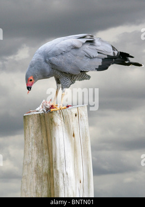 Afrikanische Harrier Hawk, Gymnogene, Polyboroides Typus, Accipitridae, Accipitriformes. Afrika südlich der Sahara. Stockfoto