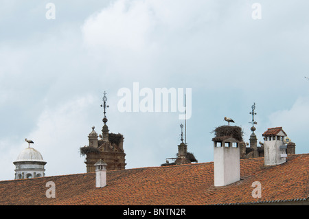 Zucht Kolonie der Weißstörche Ciconia Ciconia auf einem Dach Stockfoto