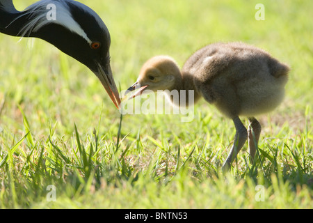 Demoiselle Kräne (Anthropoides Virgo). Fünf Tage alten Küken mit übergeordneten Nahrungsmitteleinzelteil nehmen angeboten Stockfoto