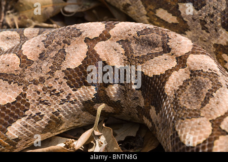 Der dumeril Boa (Boa dumerilli). Körper Haut Markierungen. Kryptische Färbung, passende trockenen Waldboden. Madagaskar. Stockfoto