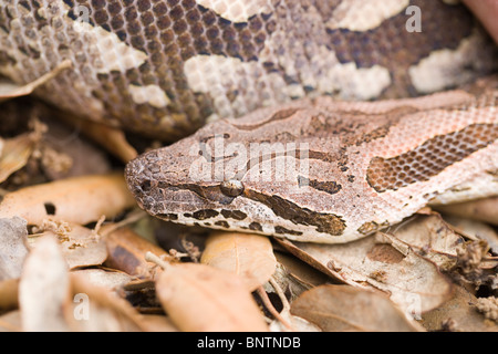 Der dumeril Boa (Boa dumerilli). Erwachsenen auf dem Waldboden. Kopf und Körper Markierungen. Nahaufnahme auf Waldboden. Madagaskar. Stockfoto