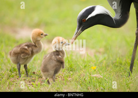 Demoiselle Kräne (Anthropoides Virgo). Die Eltern füttern Eintagsküken. Stockfoto