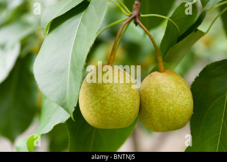 Asiatische Birnen auf Ast Stockfoto