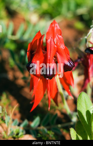 Sturts Desert Pea (Swainsona Formosa). Alice Springs, Queensland, Australien. Stockfoto