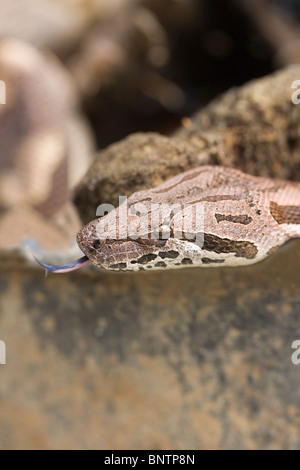 Der dumeril Boa (Boa dumerilli). Nahaufnahme von Kopf, charakteristische Markierungen auf der Haut. Porträt. Zunge erweitert. Stockfoto