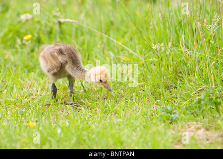 Demoiselle Kran (Anthropoides Virgo). Fünf Tage alten Küken lernen, Futter und Lebensmittel für sich selbst abholen. Stockfoto