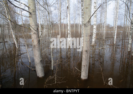 Lichten Wald im zeitigen Frühjahrsüberschwemmungen Stockfoto