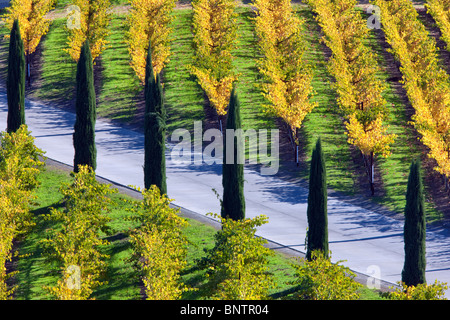 Blick auf Weinberge und Zypern gesäumten Auffahrt vor Castello di Amorosa. Napa Valley, Kalifornien. Eigentum freigegeben Stockfoto