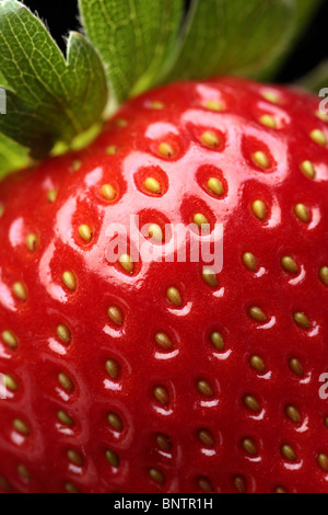 Nahaufnahme Detail von einer frischen roten Erdbeere mit Blätter Stockfoto