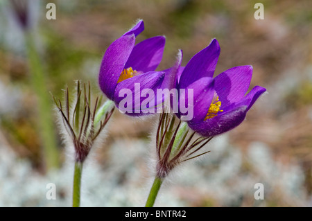 Östlichen Küchenschelle Pulsatilla patens Stockfoto