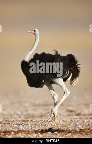 Wilde männliche Strauß zu Fuß auf felsigen Ebenen des Etosha National Park; Struthio camelus Stockfoto