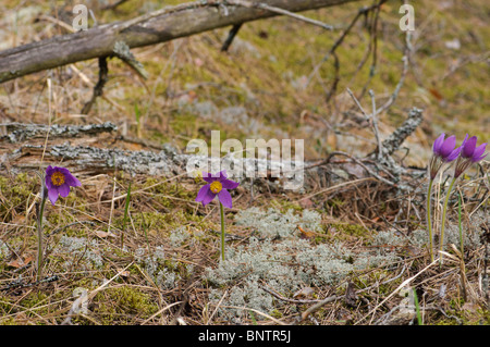 Östliche Pasqueflowers Pulsatilla Patens auf Waldboden wächst Stockfoto