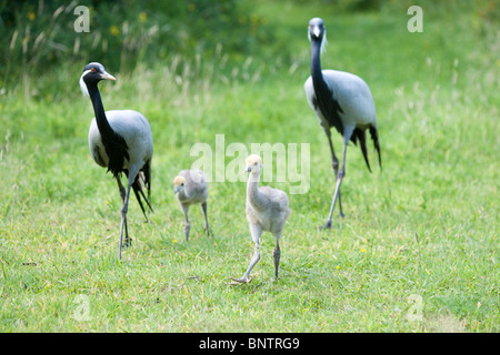 Demoiselle Krane (Anthropoides virgo). Eltern und zwei Jungen. Stockfoto