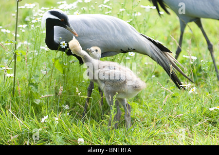 Demoiselle Kräne (Anthropoides Virgo). Eltern Sie-jungen Fütterung Geschwister während der Nahrungssuche. Stockfoto