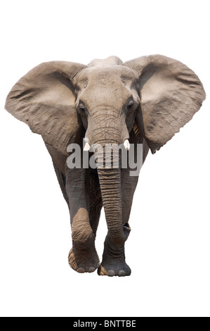Afrikanischer Elefant, isoliert auf weiss; Loxodonta Africana Stockfoto