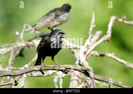 Gemeinsamen Starling (Sturnus Vulgaris) Vogel auf Ast Stockfoto