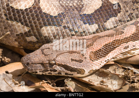 Der dumeril Boa (Boa dumerilli). Erwachsenen auf dem Waldboden. Kopf und Körper Markierungen. Nahaufnahme auf Waldboden. Madagaskar. Stockfoto