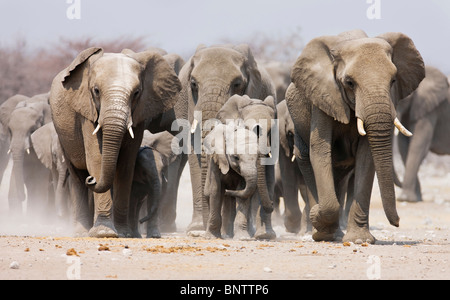 Großen Elefantenherde nähert sich über die staubigen Ebenen des Etosha National Park Stockfoto