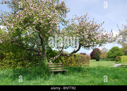 Obstbäume auf dem Gelände der Glastonbury Abtei Somerset UK Stockfoto