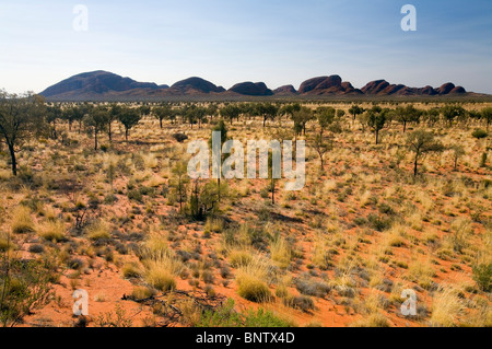 Blick über die Spinifex Ebenen zu Kata Tjuta (die Olgas). Uluru-Kata Tjuta National Park, Northern Territory, Australien. Stockfoto