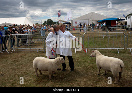 New Forest und Hampshire county show Stockfoto