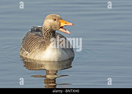 Graugans (Anser Anser) Stockfoto