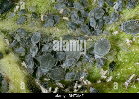 Rosigen Apfel Blattlaus (Dysaphis Plantaginea) an der Unterseite eines Blattes verzerrten Apfel Stockfoto