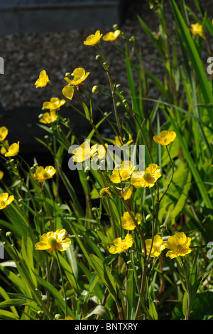 Größere Spearwort (Ranunculus Lingua 'Grandiflora') Blüte in einem Gartenteich Stockfoto