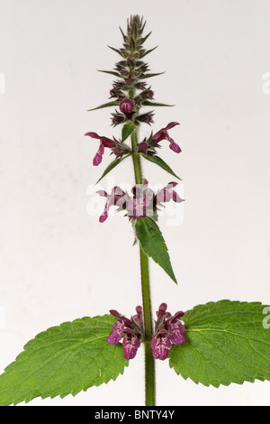 Blütenstand von Hedge Woundwort (Niederwendischen Sylvatica) vor einem weißen Hintergrund Stockfoto