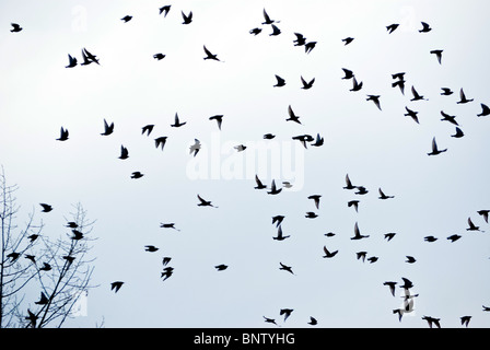 Vogelschwarm im Flug. Stockfoto