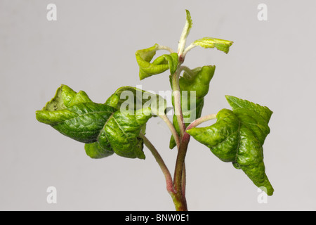 Rosigen Apfel Blattlaus (Dysaphis Plantaginea) Verzerrung und Curling Schäden an Apple verlässt Stockfoto