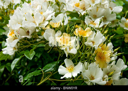 Nahaufnahme von Kletterrosen Wedding Day White Cream Blumenblumen England Vereinigtes Königreich GB Großbritannien Stockfoto