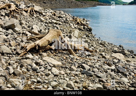 Baumstümpfe durch niedrigen Wasserstand bei Thirlmere im Sommer ausgesetzt Lake District National Park Cumbria England Großbritannien GB Großbritannien Stockfoto