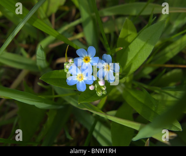 Vergissmeinnicht Stockfoto