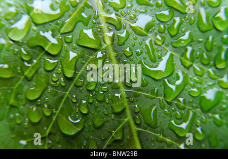 Nahaufnahme von Regen Tropfen auf einem grünen Blatt Stockfoto