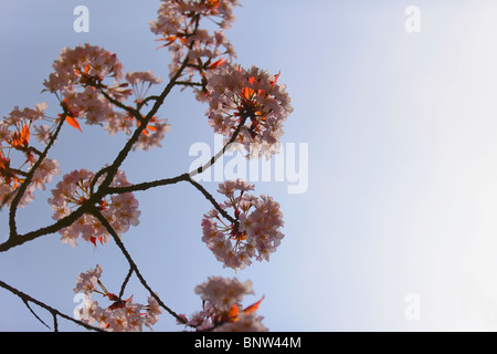 Blüten auf einem japanischen Kirschbaum Stockfoto