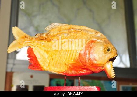 erhaltene Piranha mit offenem Mund zeigt Zähne