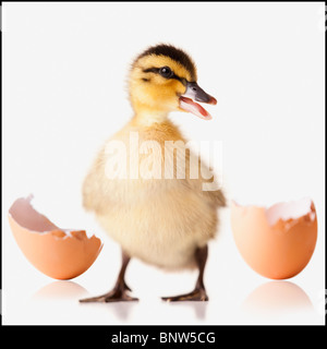 Frisch geschlüpfte Küken neben zerbrochene Eierschale Stockfoto