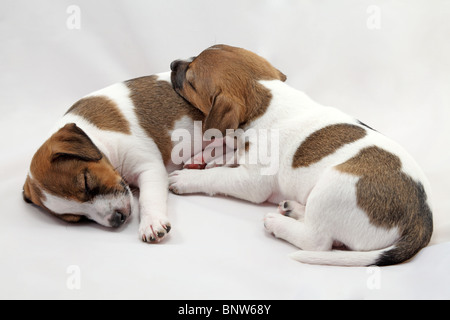 Jack Russel Terrier Welpen auf weißem Hintergrund Stockfoto