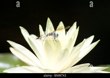 Eine Libelle thront auf einer Seerose Blüte. Stockfoto