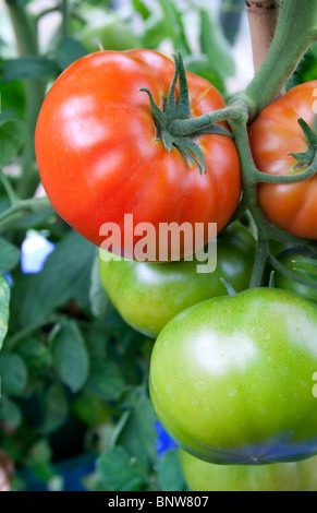 Bio Fleischtomaten wachsen auf die Rebsorte "Big Boy" Stockfoto